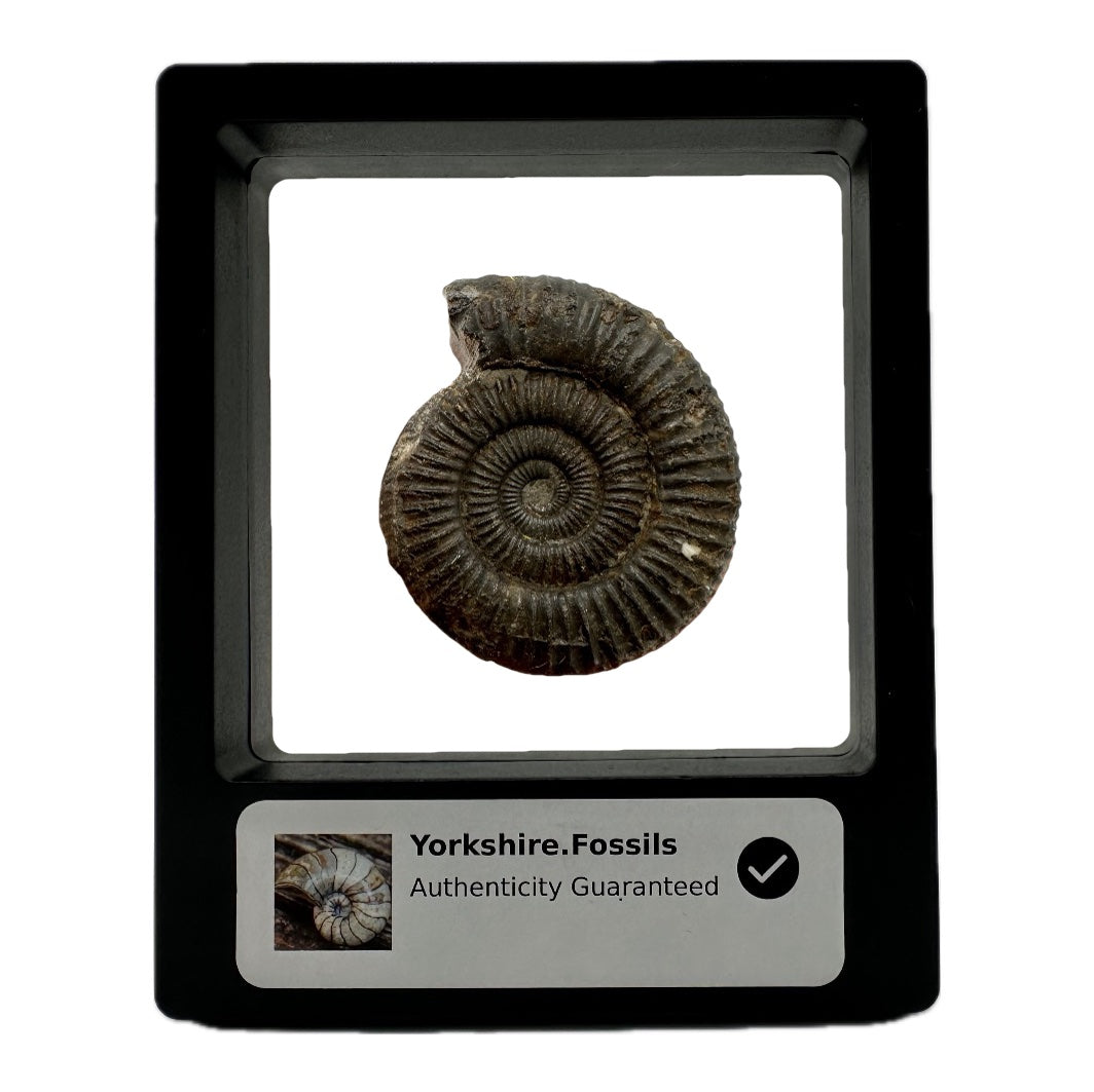 Yorkshire Dactyliocers ammonite fossil with display case and box - Whitby, North Yorkshire Jurassic Coast