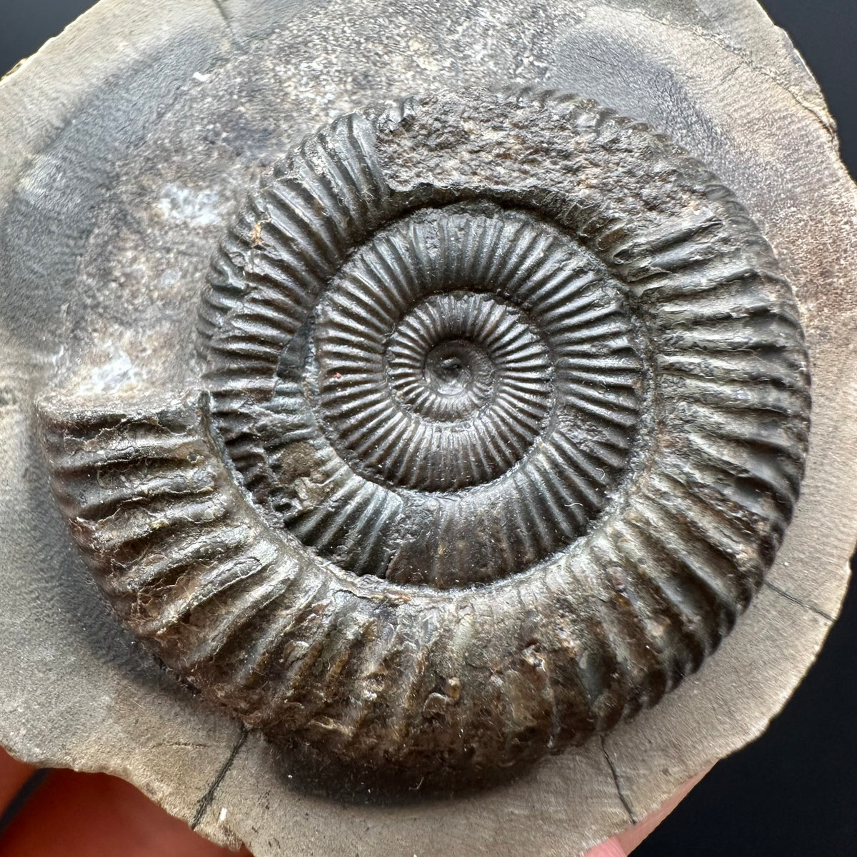 Dactylioceras Ammonite Fossil With box and Stand - Whitby, North Yorkshire Jurassic Coast Yorkshire Fossils