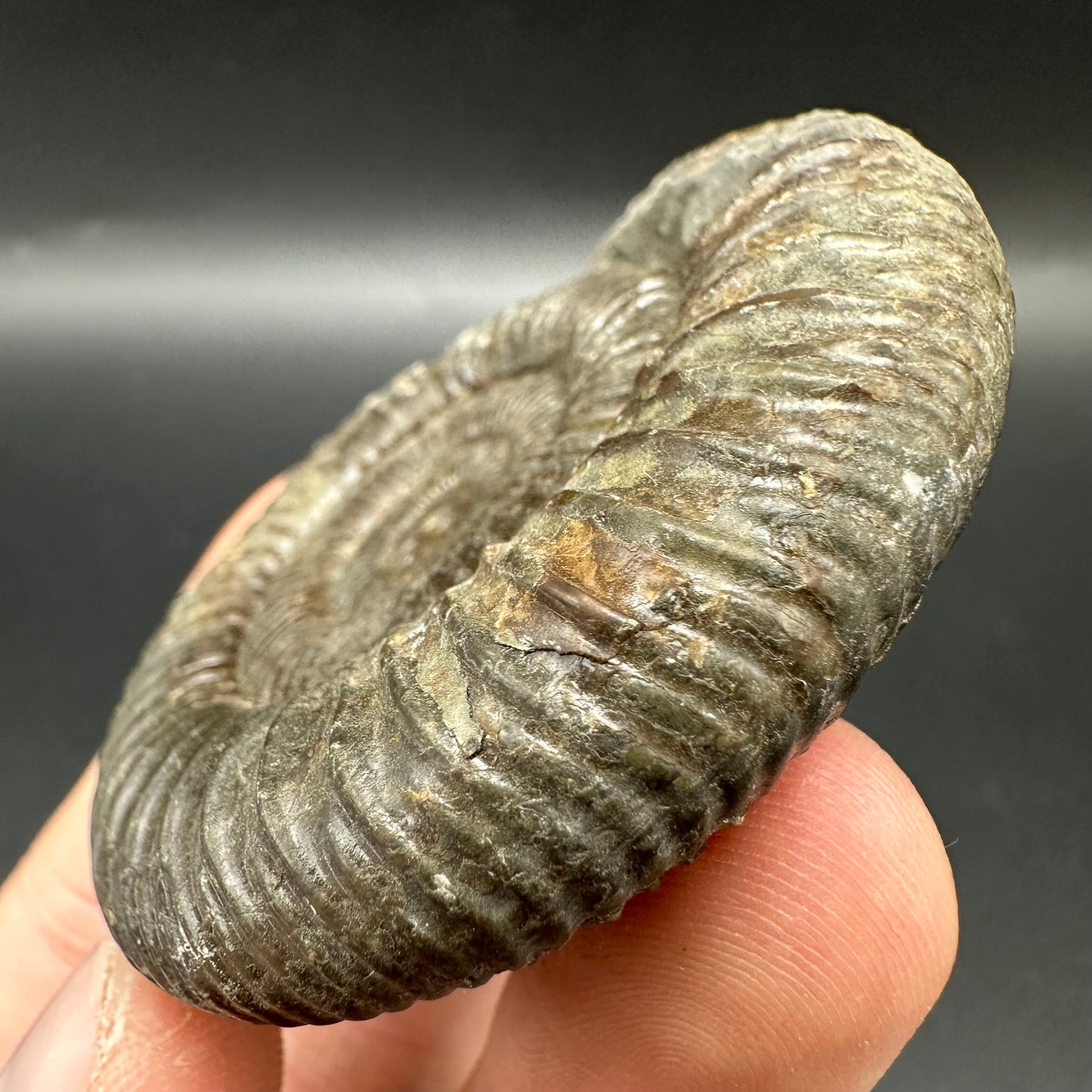 Matrix Free Dactylioceras Ammonite Fossil With Box And Stand - Whitby, North Yorkshire Jurassic Coast Yorkshire Fossils