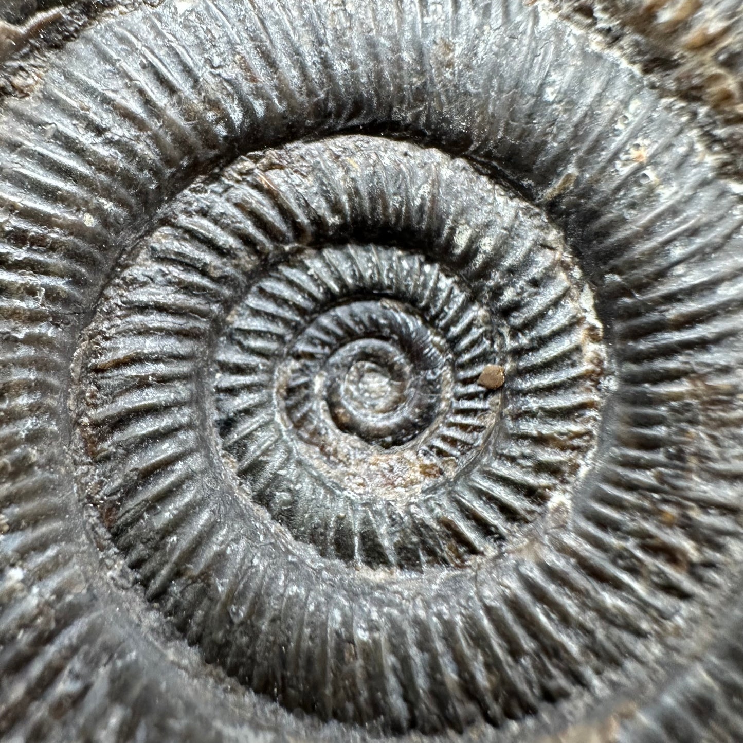 Dactylioceras tenuicostatum Ammonite fossil with box and stand - Whitby, North Yorkshire Jurassic Coast