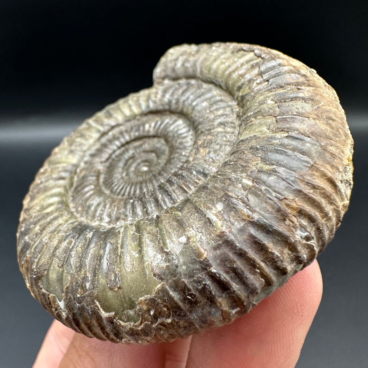 Dactylioceras Ammonite Fossil With Box And Stand - Whitby, North Yorkshire Jurassic Coast Yorkshire Fossils