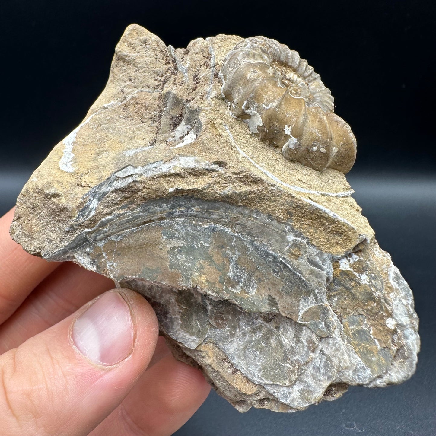 Androgynoceras capricornus Ammonite fossil with box and stand - Whitby, North Yorkshire Jurassic Coast Yorkshire Fossils