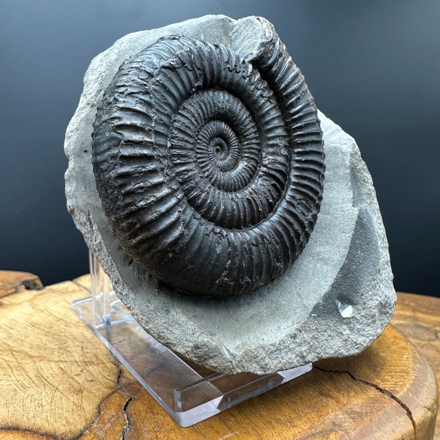 Dactylioceras Ammonite Fossil With box and Stand - Whitby, North Yorkshire Jurassic Coast Yorkshire Fossils