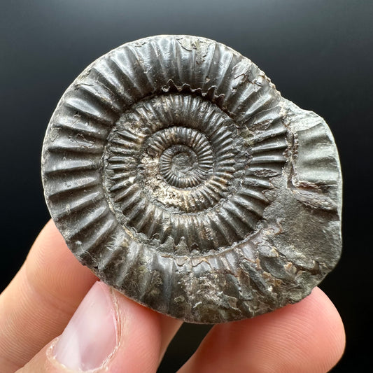 Dactylioceras Ammonite nodule (split pair) Fossil With Box And Stand - Whitby, North Yorkshire Jurassic Coast Yorkshire Fossils