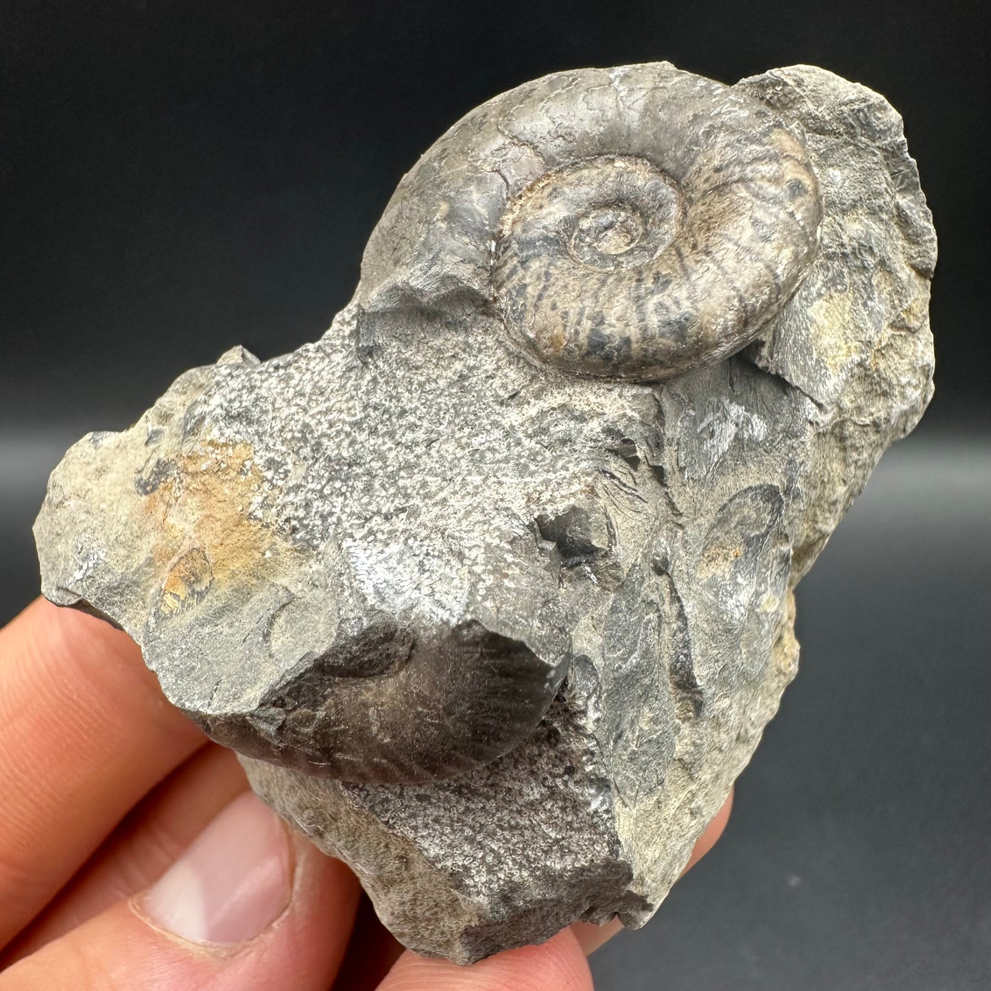 Grammoceras thoaurense Ammonite shell fossil with box and stand - Whitby, North Yorkshire, Yorkshire Fossils from the Jurassic Coast