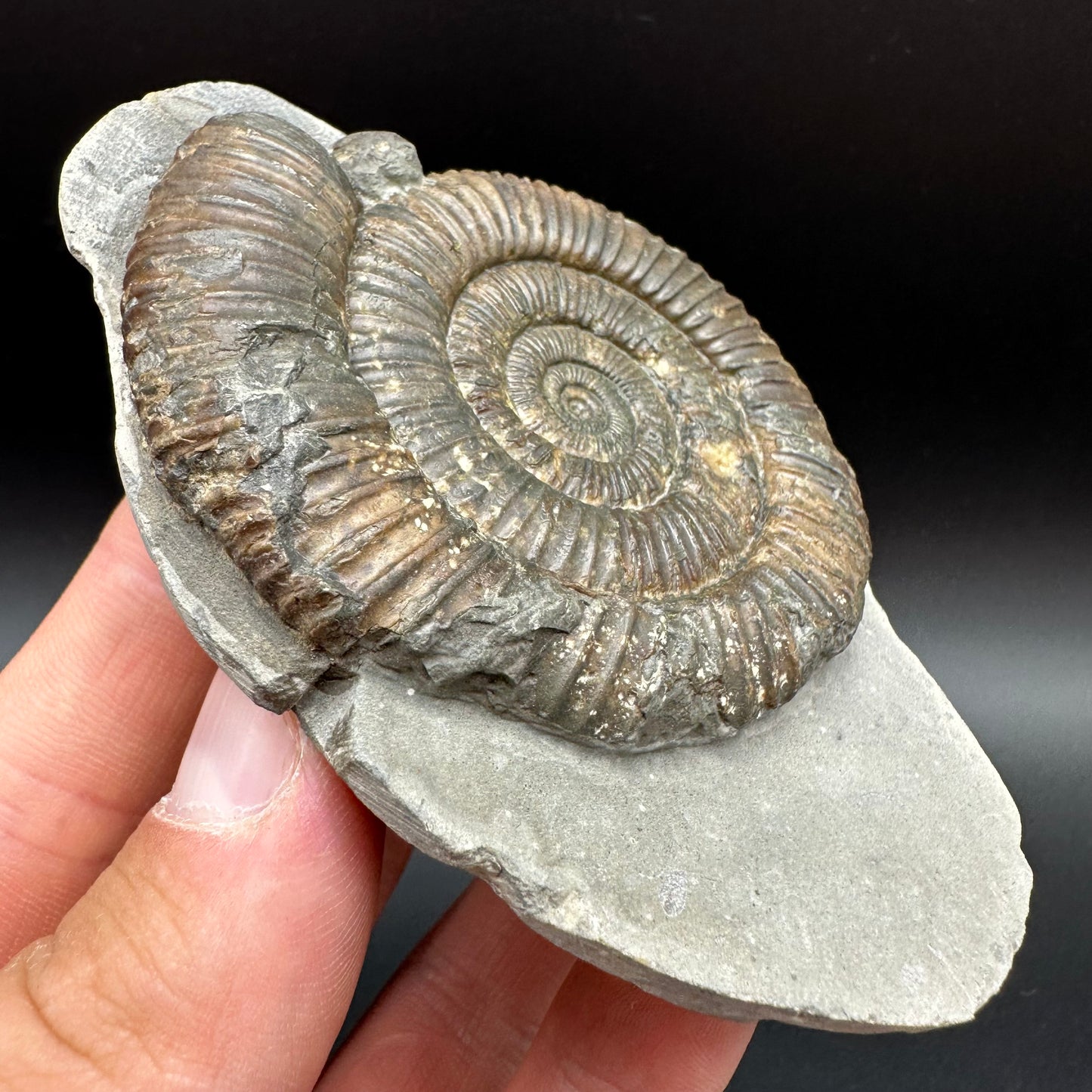 Dactylioceras Ammonite Fossil With Box And Stand - Whitby, North Yorkshire Jurassic Coast Yorkshire Fossils