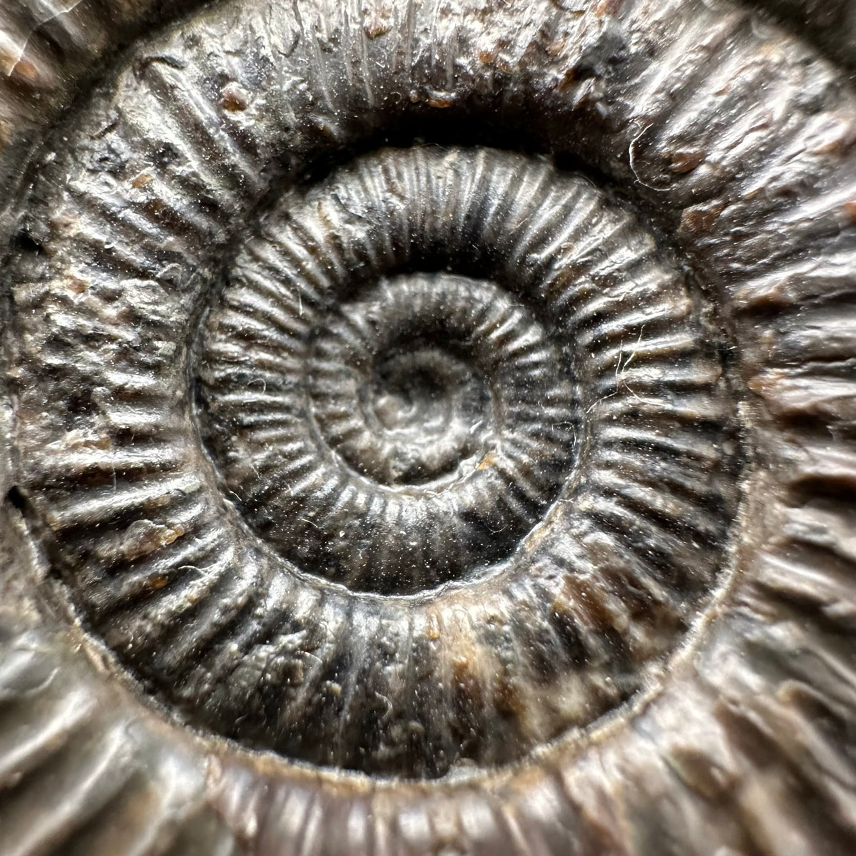 Dactylioceras Ammonite Fossil With box and Stand - Whitby, North Yorkshire Jurassic Coast Yorkshire Fossils