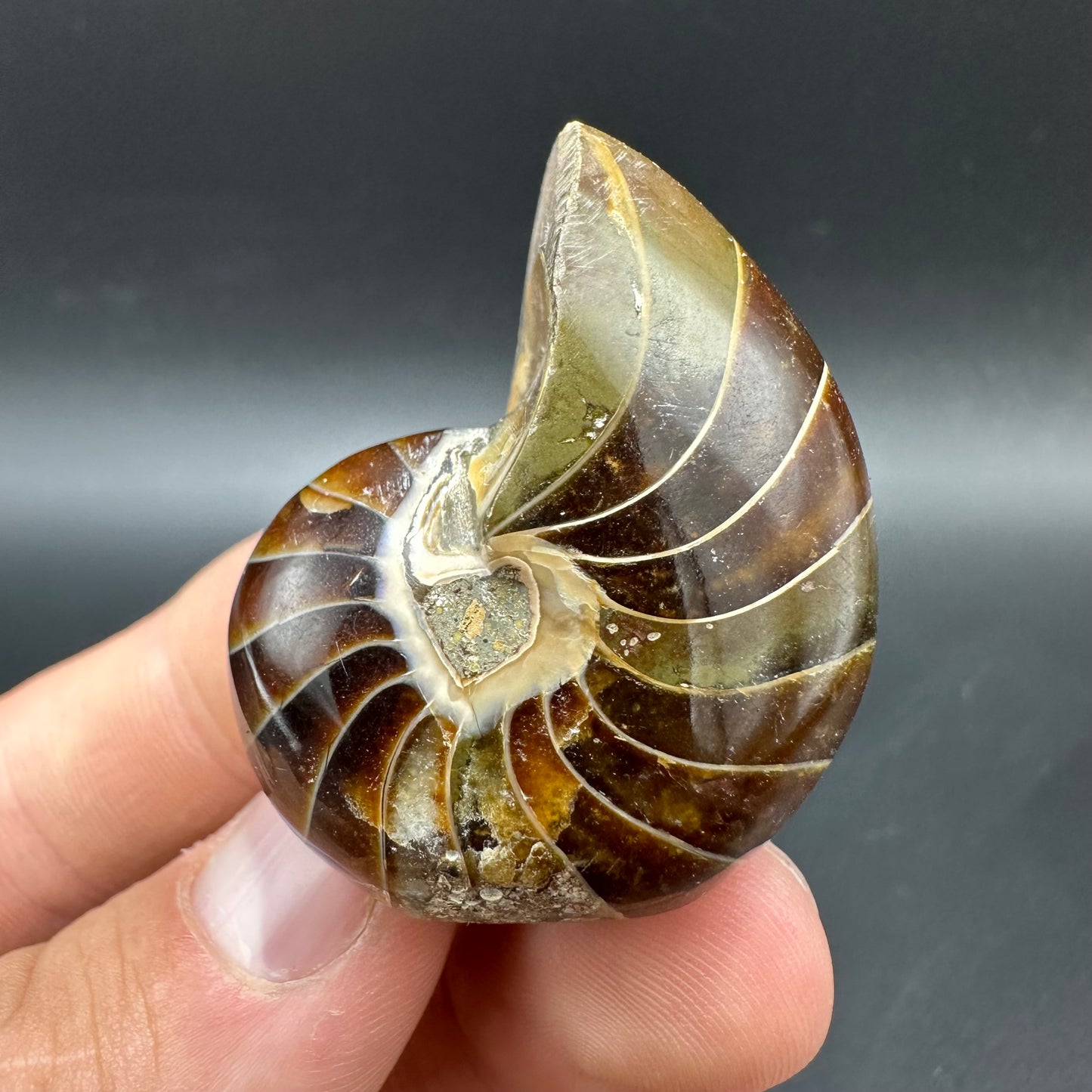 Cenoceras Nautilus Fossil With Box And Stand - Middle Cretaceous Madagascar