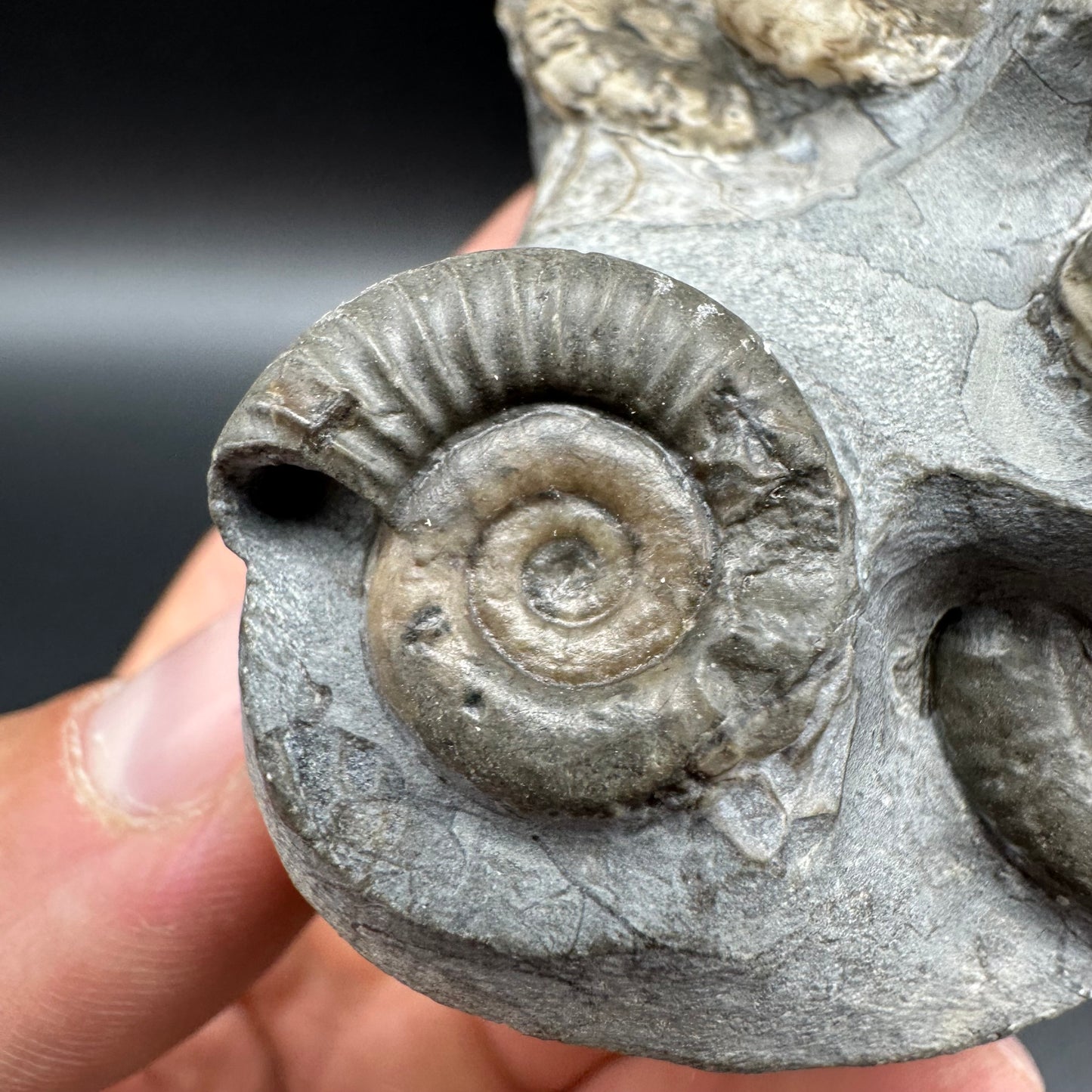 Arnioceras ammonite shell fossil with box and stand - Whitby, North Yorkshire Jurassic Coast Yorkshire Fossils