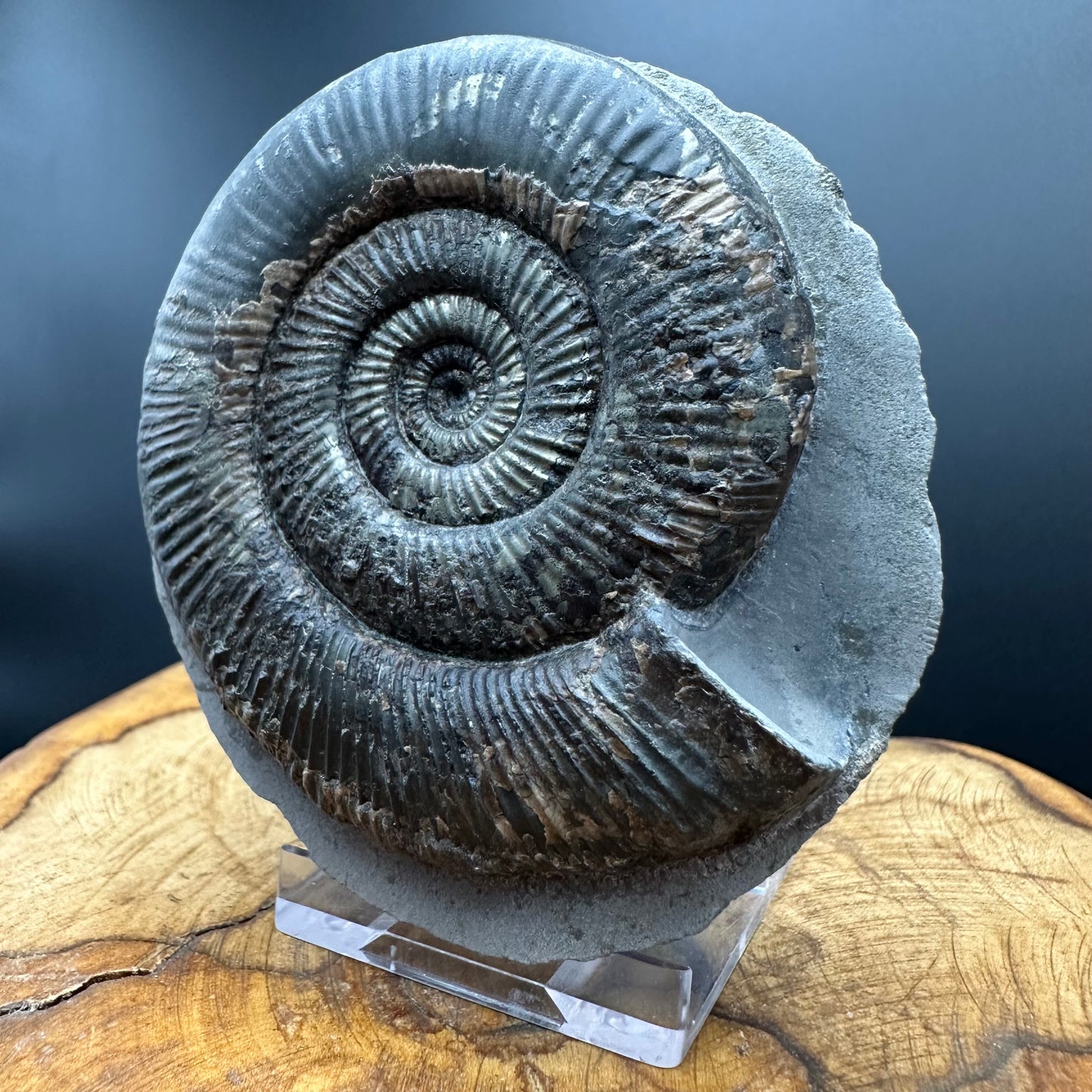 Dactylioceras semicelatum Ammonite fossil with stand - Whitby, North Yorkshire Jurassic Coast Yorkshire Fossils