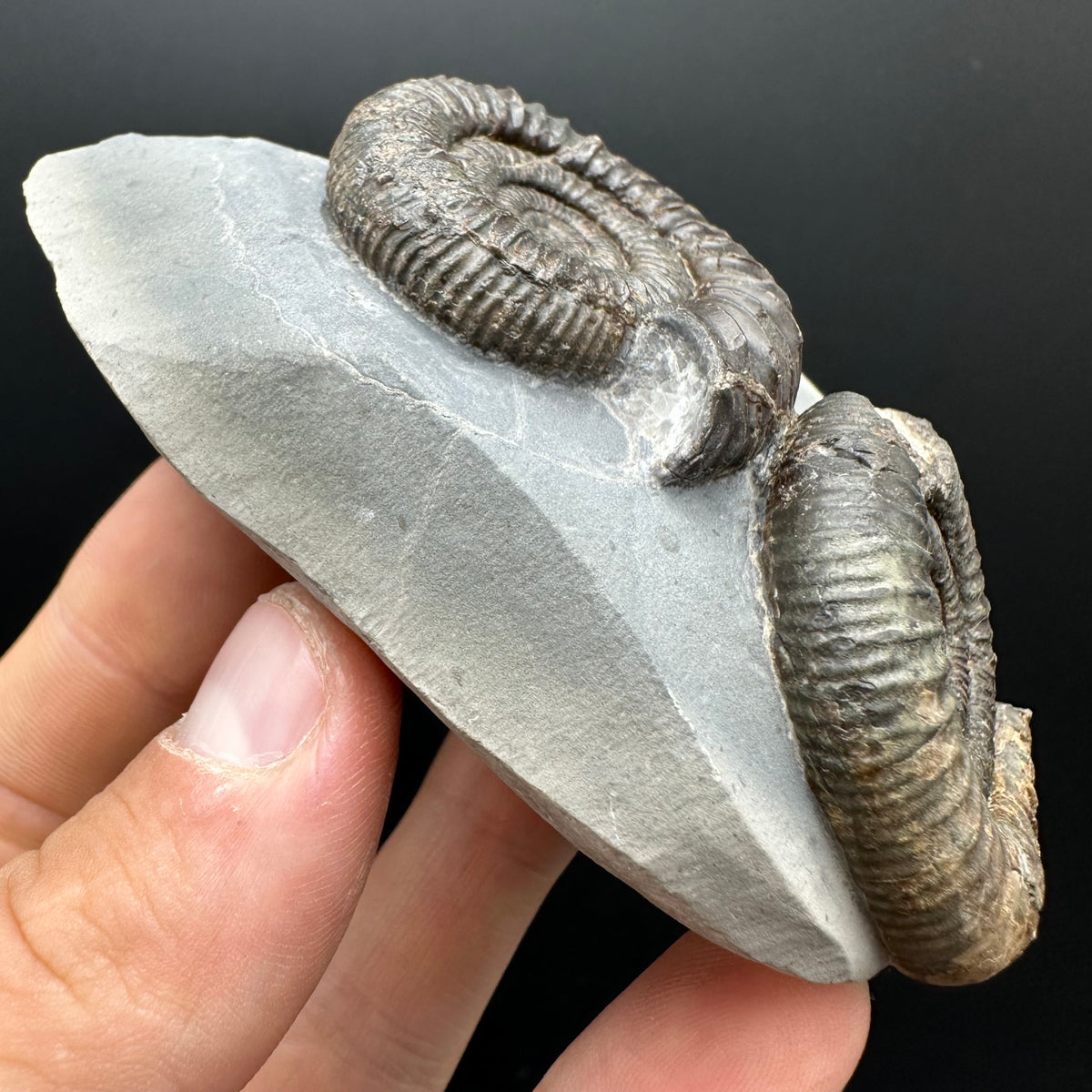 Dactylioceras Ammonite Fossil With Stand - Whitby, North Yorkshire Jurassic Coast Yorkshire Fossils