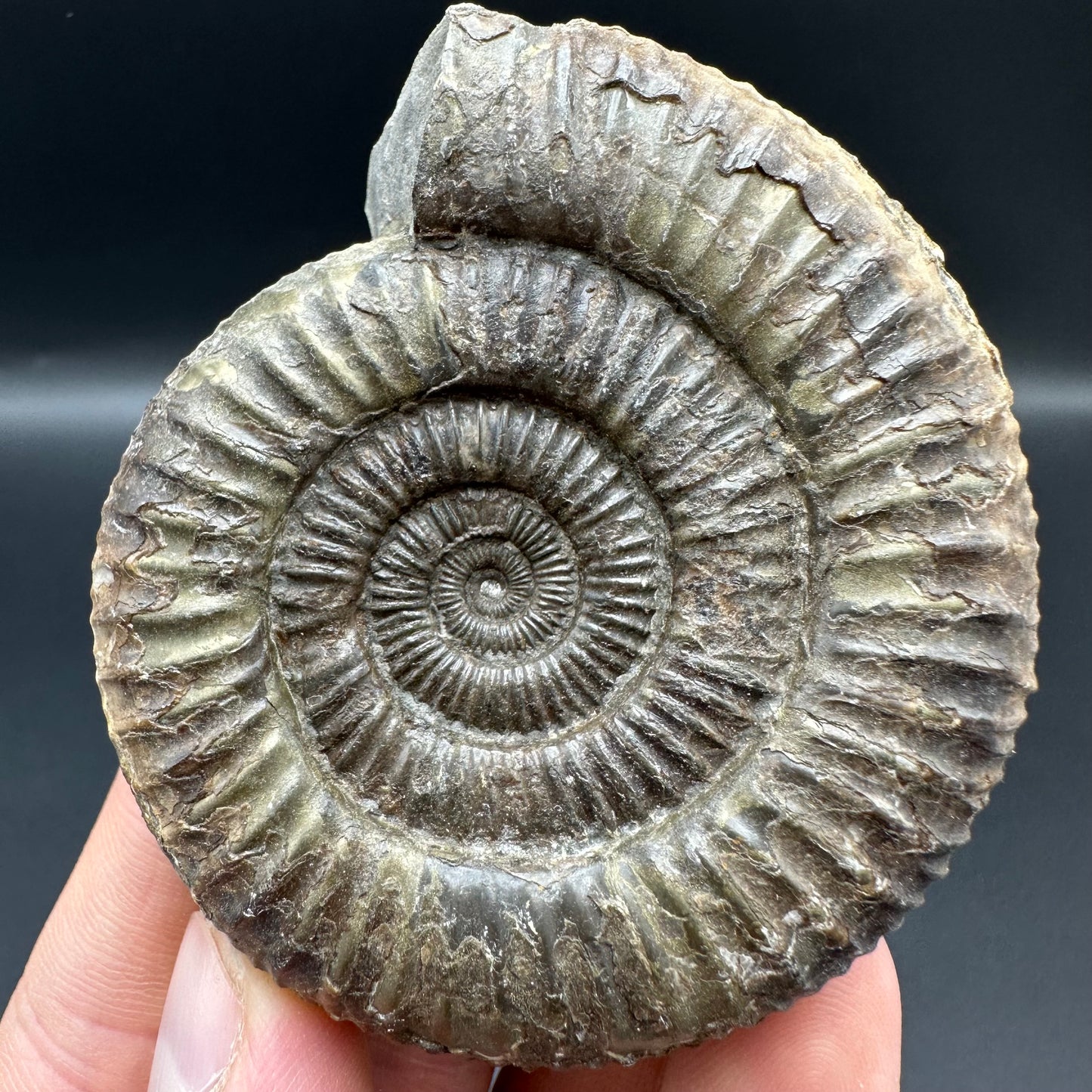 Dactylioceras Ammonite Fossil With Box And Stand - Whitby, North Yorkshire Jurassic Coast Yorkshire Fossils