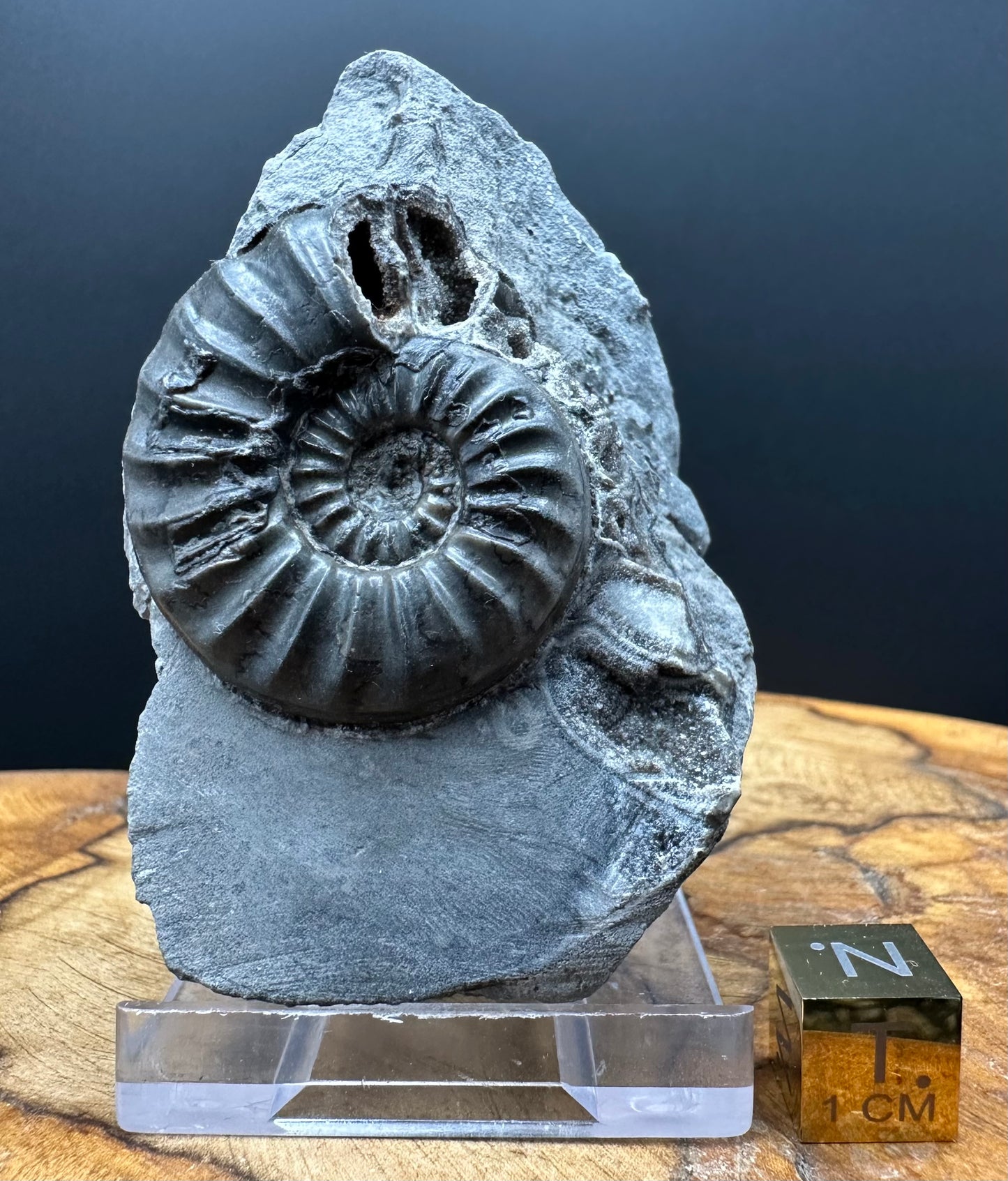 Asteroceras Ammonite fossil with box and stand - Whitby, North Yorkshire Jurassic Coast Yorkshire Fossils