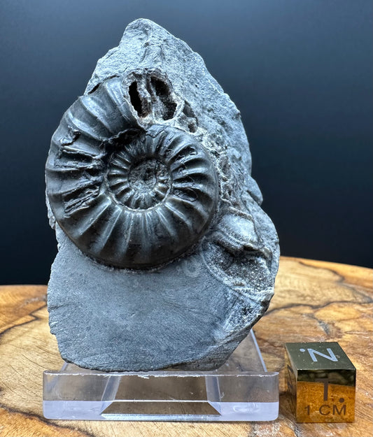 Asteroceras Ammonite fossil with box and stand - Whitby, North Yorkshire Jurassic Coast Yorkshire Fossils