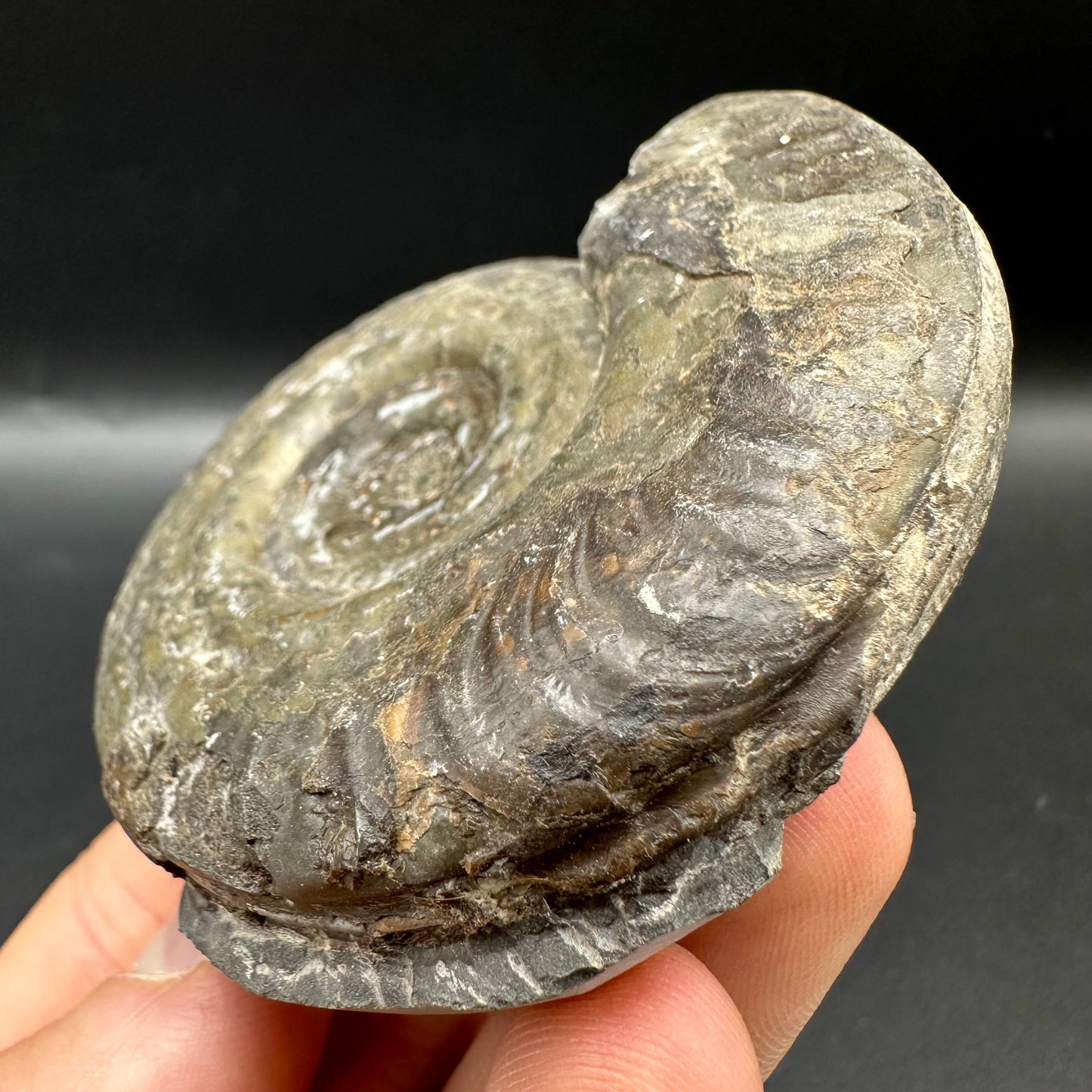 Hildoceras semipolitum Ammonite fossil with box and stand - Whitby, North Yorkshire Jurassic Coast, Yorkshire Fossils from the Jurassic Coast