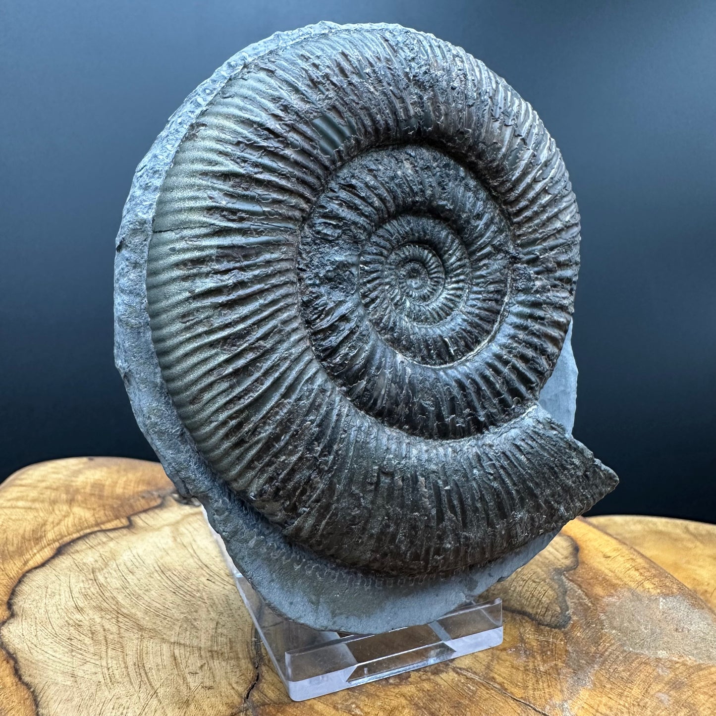 Dactylioceras semicelatum Ammonite fossil with stand - Whitby, North Yorkshire Jurassic Coast Yorkshire Fossils