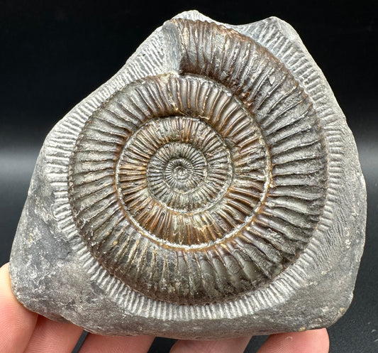 Dactylioceras Ammonite Fossil With Box And Stand - Whitby, North Yorkshire Jurassic Coast Yorkshire Fossils
