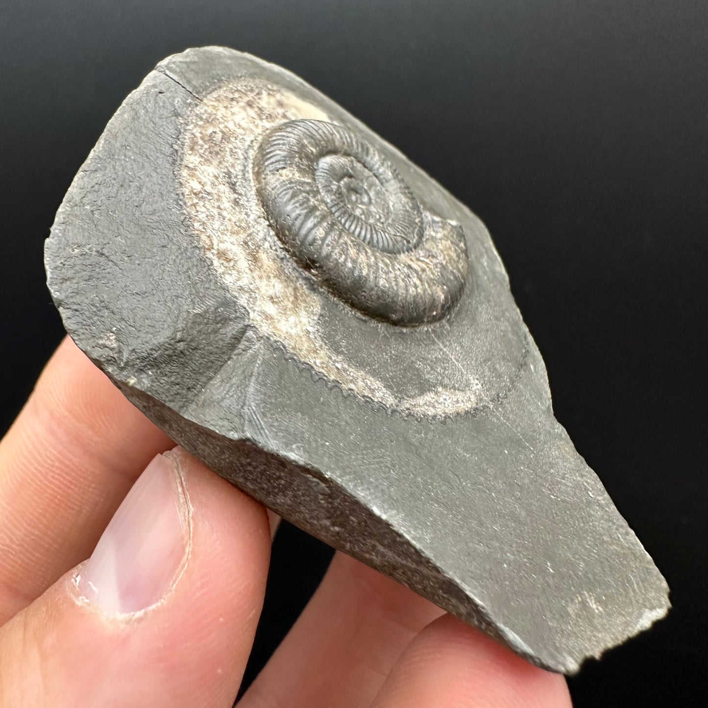 Dactylioceras Ammonite Fossil Gift Set - Whitby, North Yorkshire Jurassic Coast Yorkshire Fossils