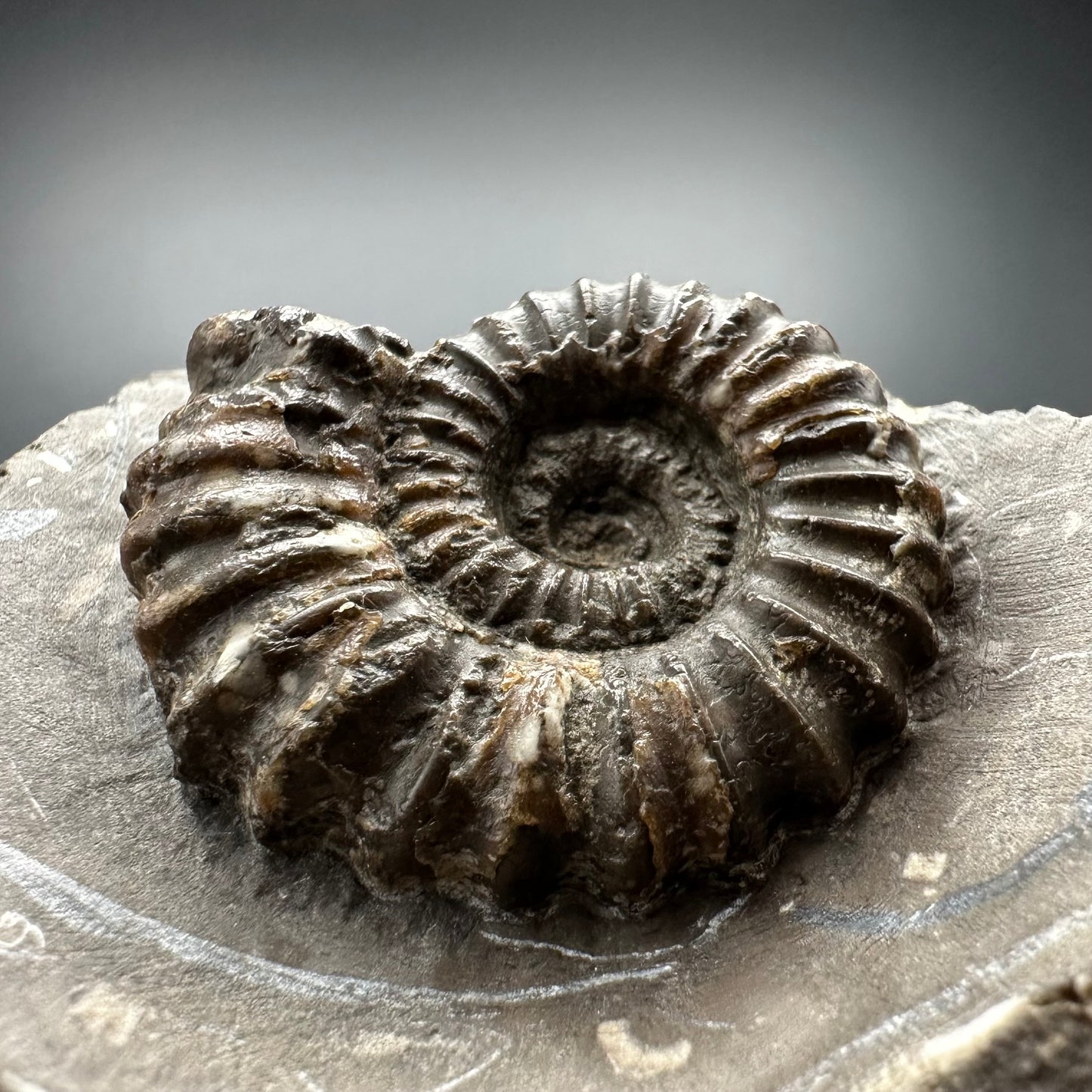 Androgynoceras capricornus Ammonite Fossil With Stand - Whitby, North Yorkshire Jurassic Coast Yorkshire Fossils