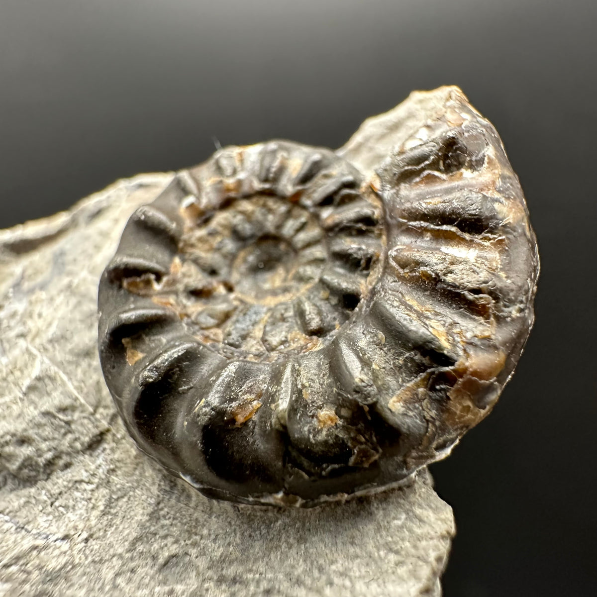 Amaltheus subnodosus Ammonite fossil with stand - Whitby, North Yorkshire Jurassic Coast Yorkshire Fossils