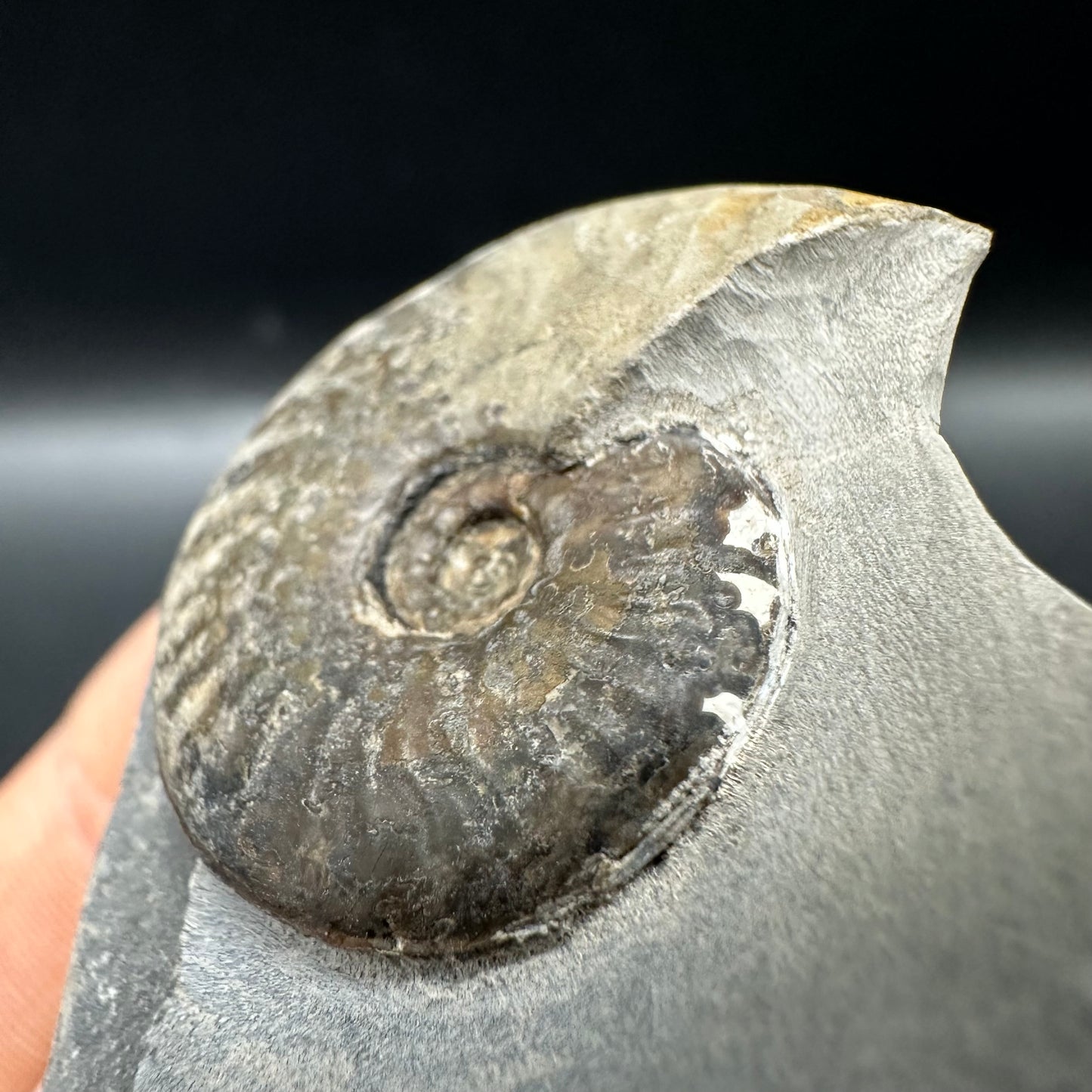 Pseudolioceras lythense Ammonite fossil with box and stand - Whitby, North Yorkshire, Yorkshire Fossils on the Jurassic Coast