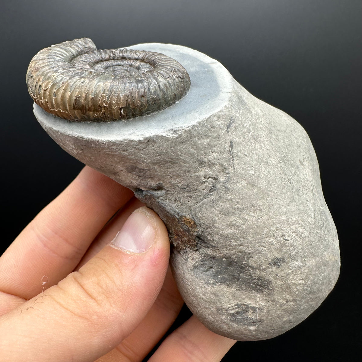 Dactylioceras Ammonite Fossil With box and Stand - Whitby, North Yorkshire Jurassic Coast Yorkshire Fossils