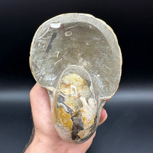 Cenoceras Nautilus Fossil With Stand - Middle Cretaceous Madagascar