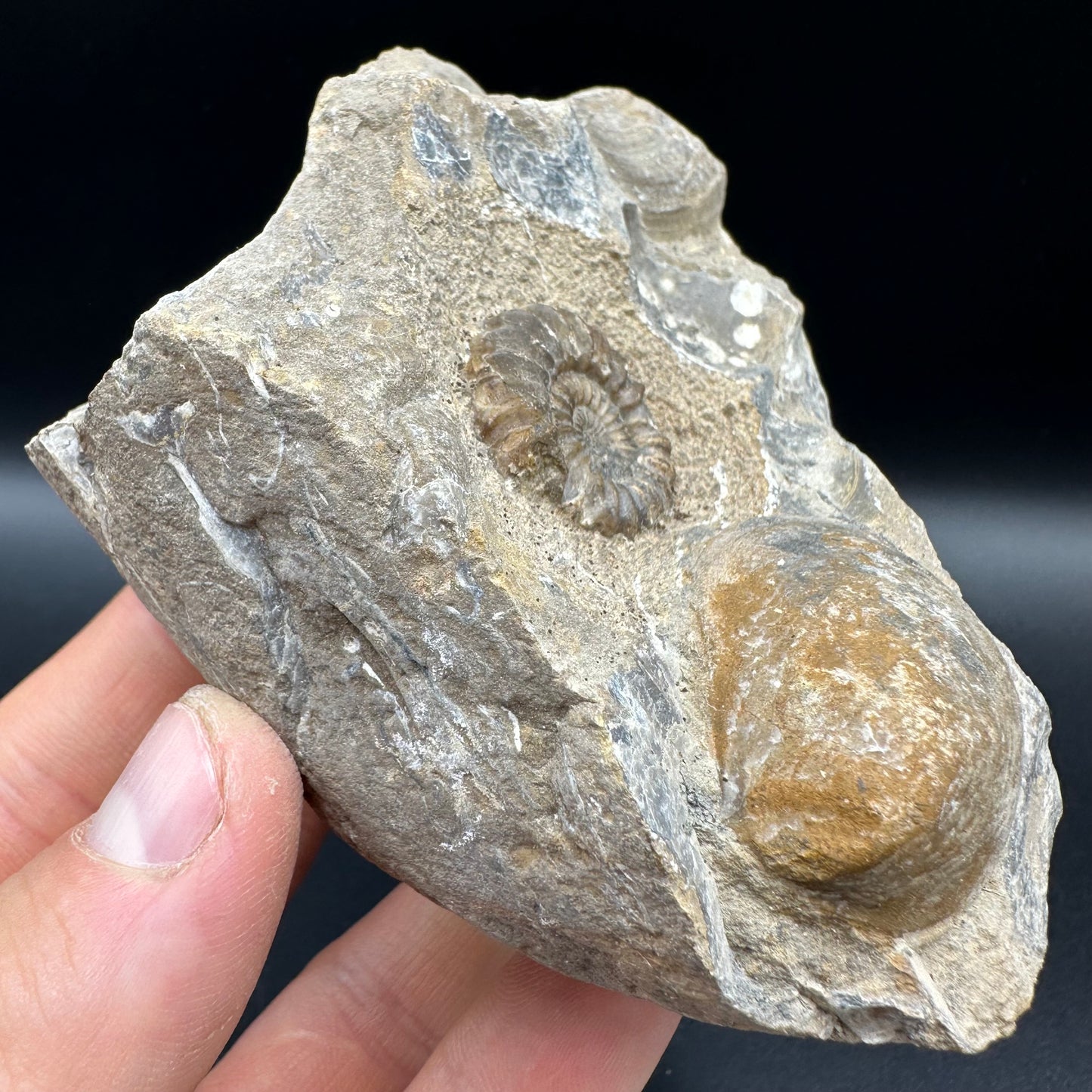 Androgynoceras capricornus Ammonite fossil with box and stand - Whitby, North Yorkshire Jurassic Coast Yorkshire Fossils