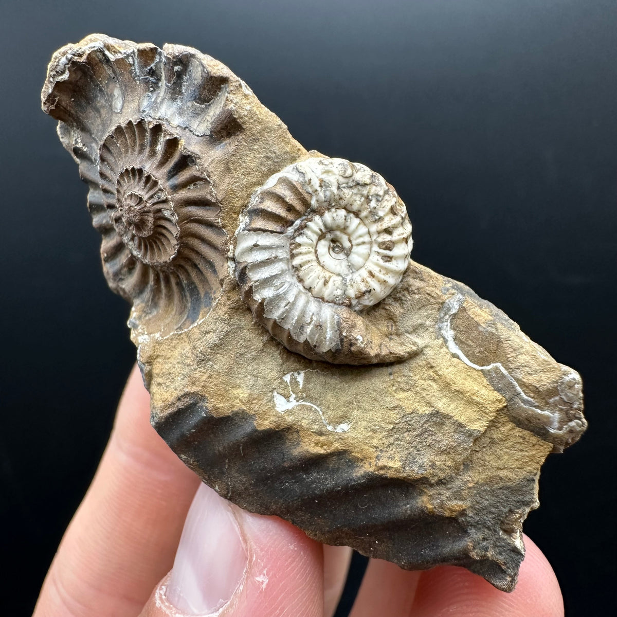 Androgynoceras capricornus Ammonite Fossil With Stand - Whitby, North Yorkshire Jurassic Coast Yorkshire Fossils