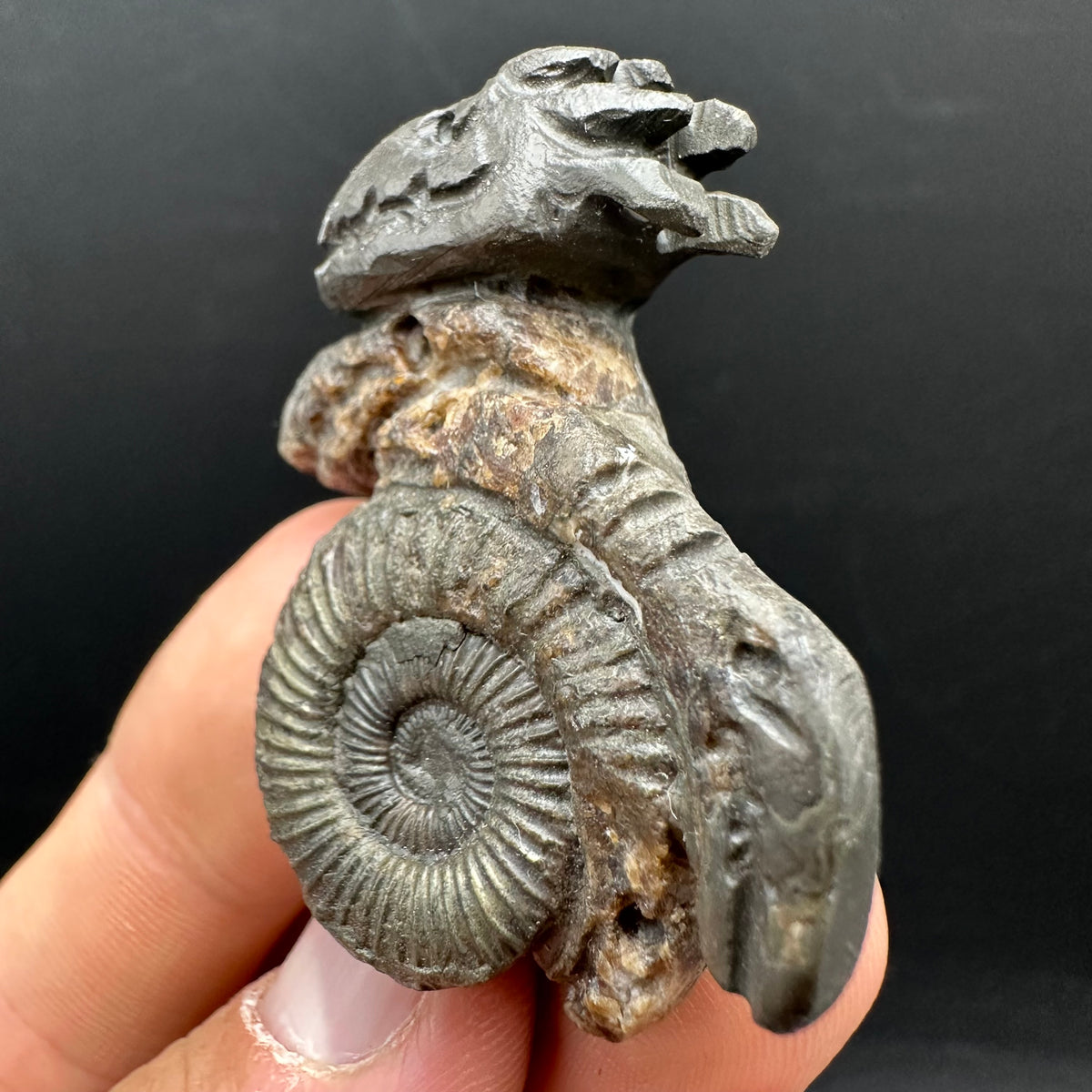 Hydra Snakestone Ammonite Fossil With Bag/Box And Stand - Whitby, North Yorkshire Jurassic Coast Yorkshire Fossils
