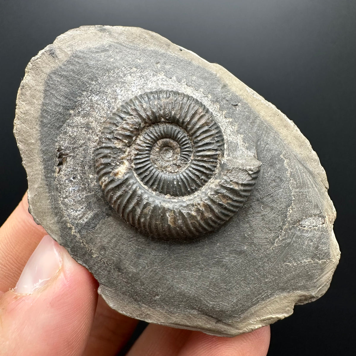 Dactylioceras Ammonite Fossil With box and Stand - Whitby, North Yorkshire Jurassic Coast Yorkshire Fossils