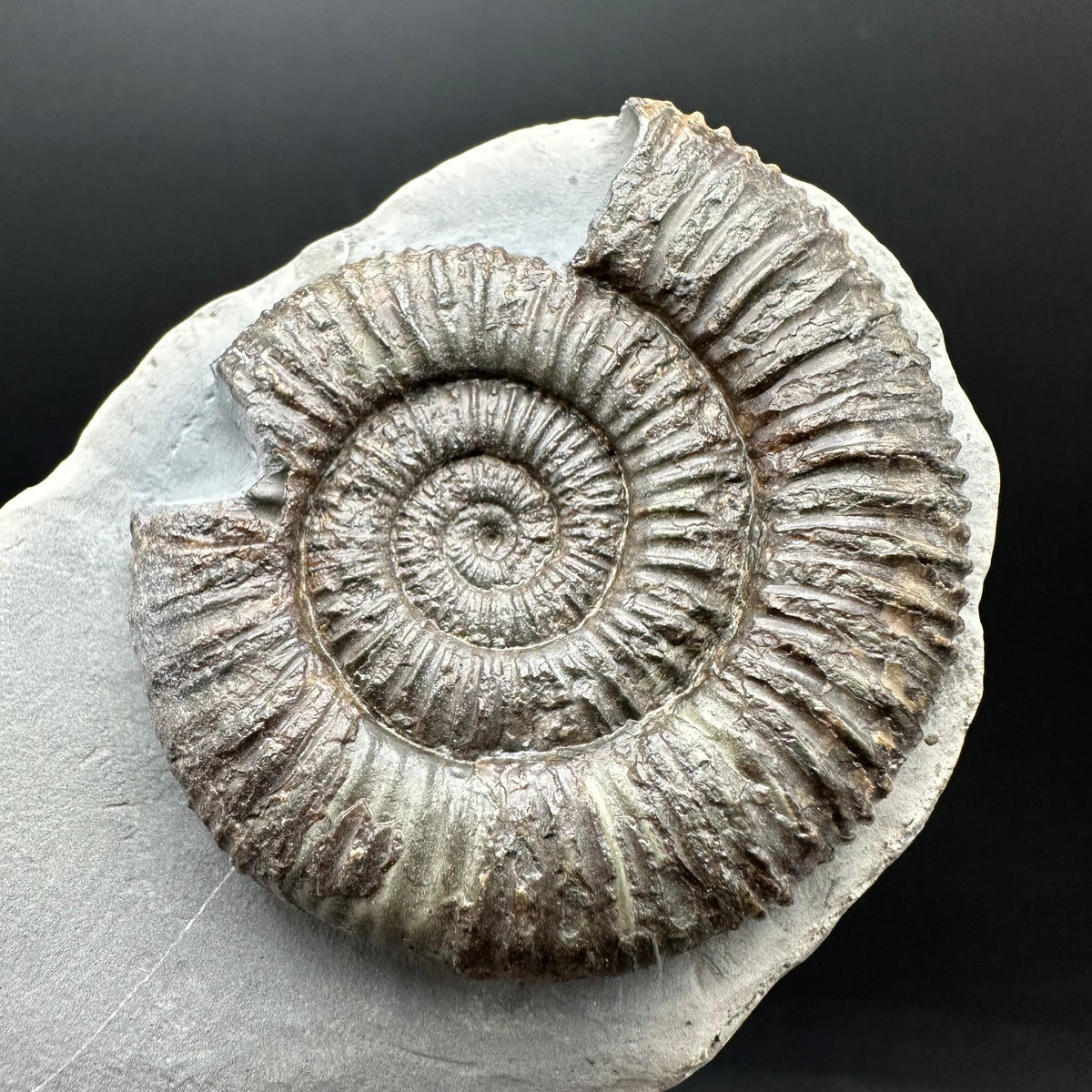 Dactylioceras Ammonite Fossil With Stand - Whitby, North Yorkshire Jurassic Coast Yorkshire Fossils