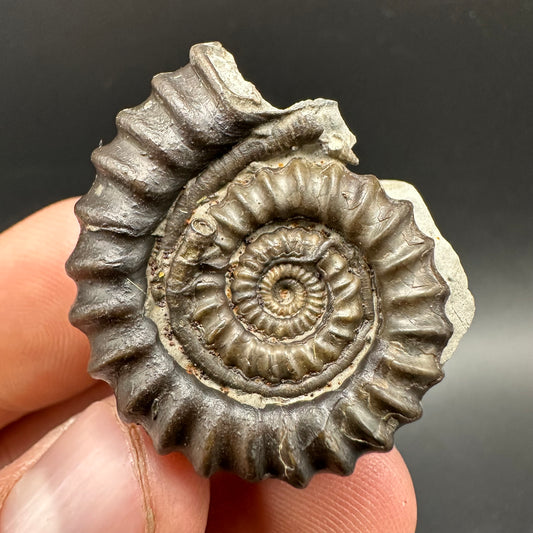 Gagaticeras Ammonite fossil with box and stand - Whitby, North Yorkshire Jurassic Coast Yorkshire Fossils