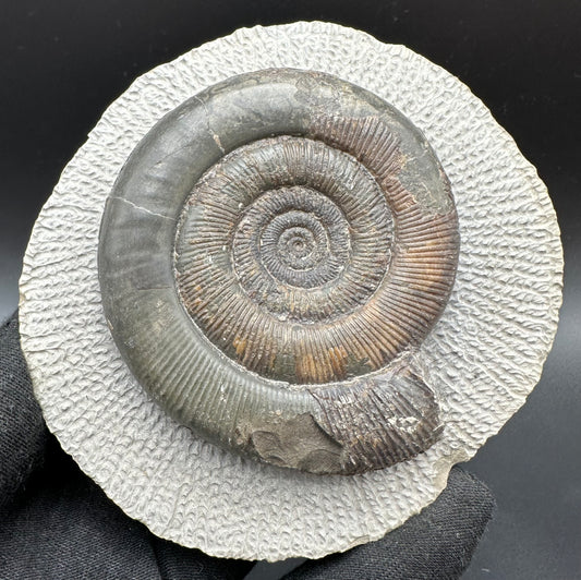 Dactylioceras tenuicostatum Ammonite fossil with box and stand - Whitby, North Yorkshire Jurassic Coast