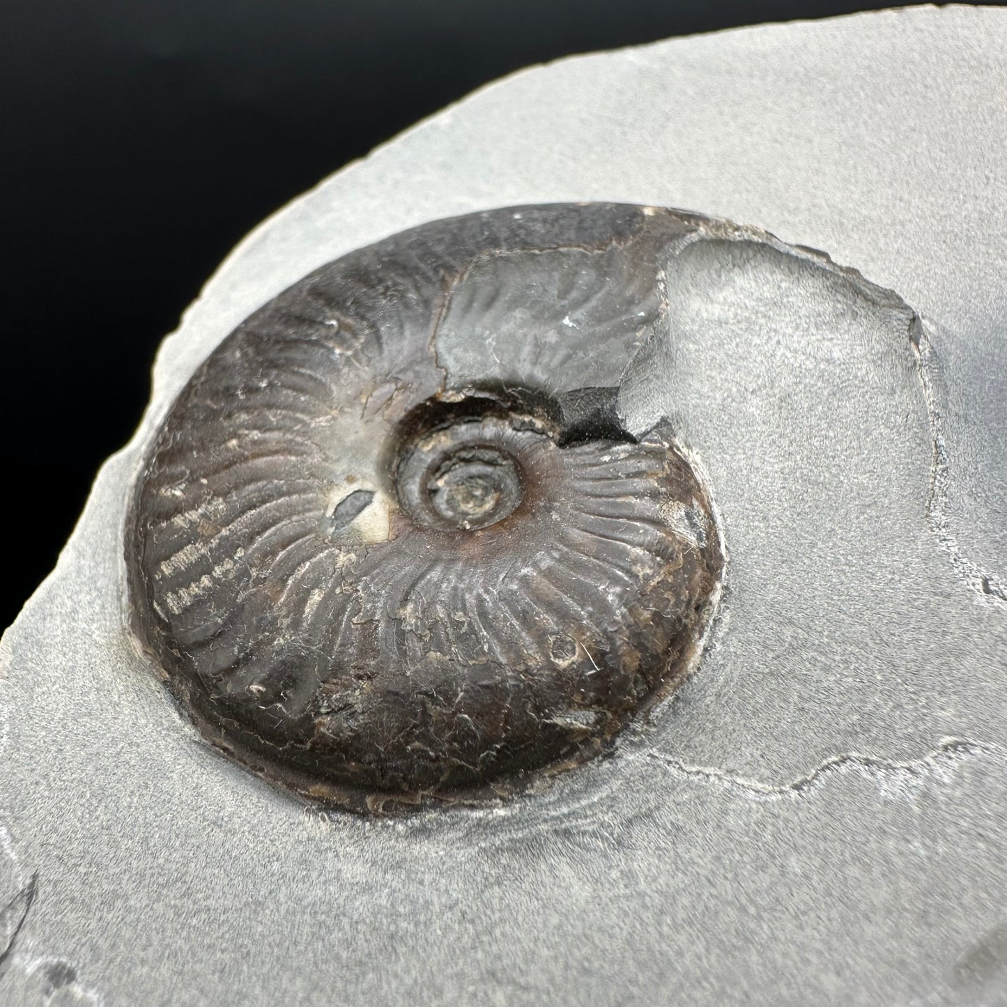 Eleganticeras Elegantulum Ammonite fossil with box and stand - Whitby, North Yorkshire Jurassic Coast, Yorkshire Fossils