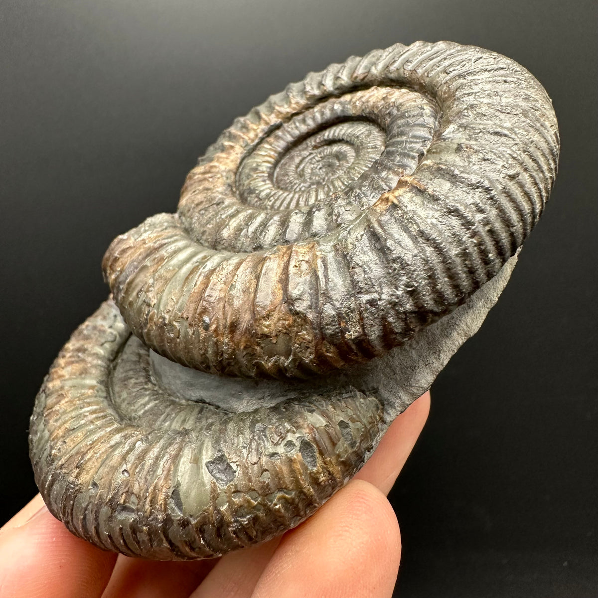 Dactylioceras Ammonite Fossil With Stand - Whitby, North Yorkshire Jurassic Coast Yorkshire Fossils