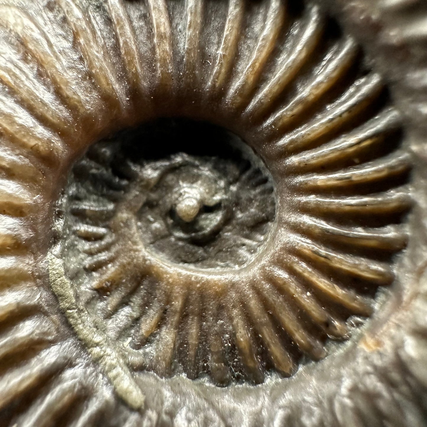 Schlothemia sp. ammonite fossil with tin and stand - Whitby, North Yorkshire Jurassic Coast, Yorkshire fossils