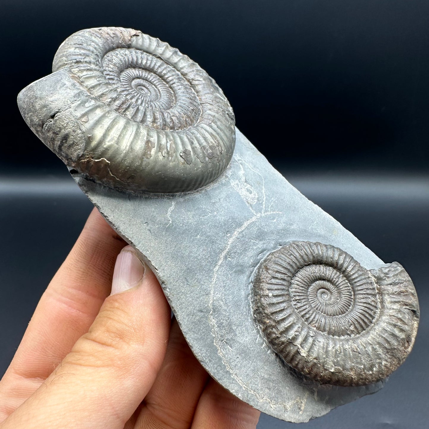 Dactylioceras Ammonite Fossil With Stand - Whitby, North Yorkshire Jurassic Coast Yorkshire Fossils