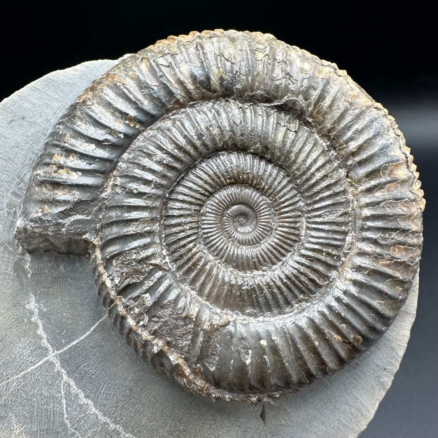 Dactylioceras Ammonite Fossil - Whitby, North Yorkshire Jurassic Coast Yorkshire Fossils