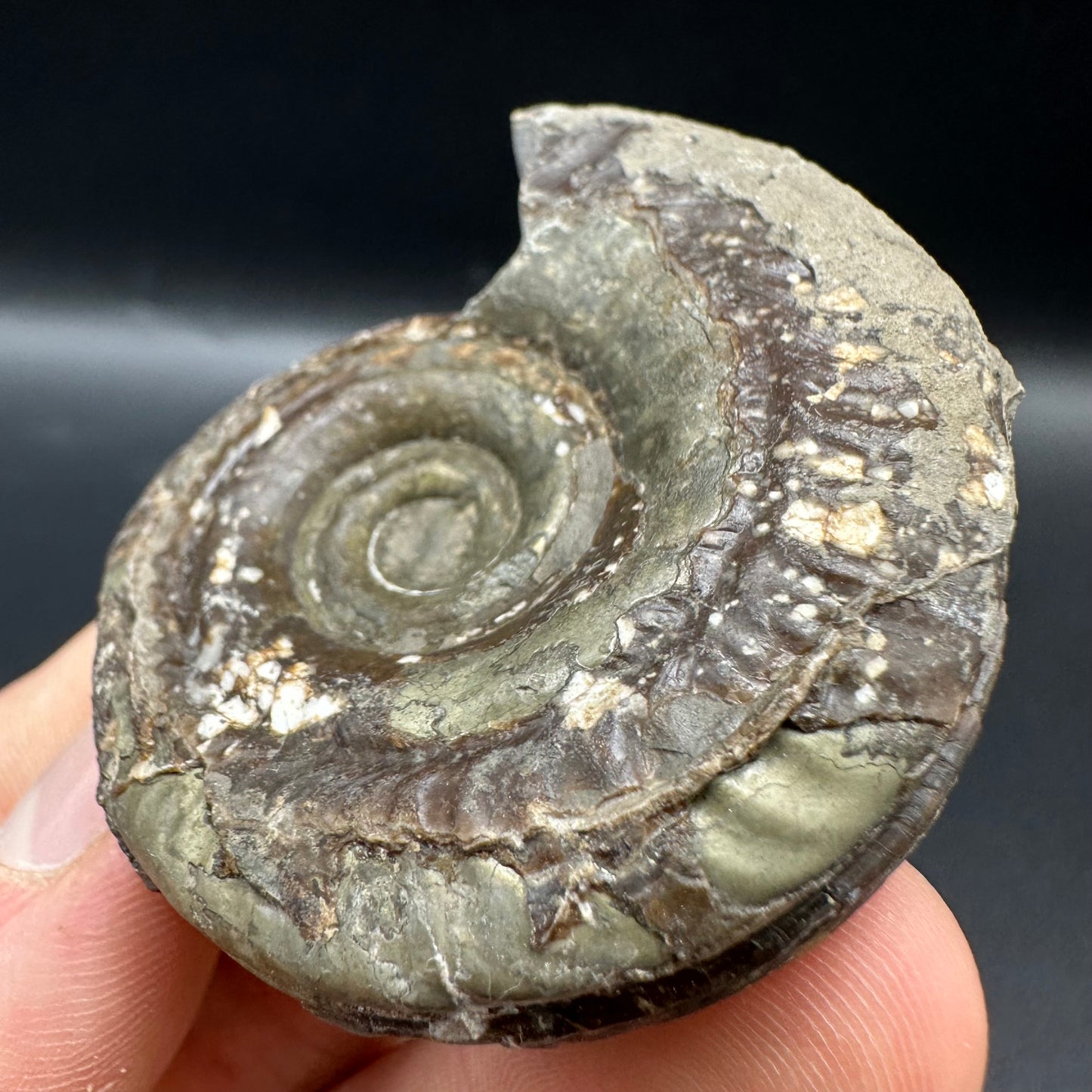 Hildoceras Bifrons Ammonite fossil with box and stand - Whitby, North Yorkshire Jurassic Coast, Yorkshire Fossils from the Jurassic Coast