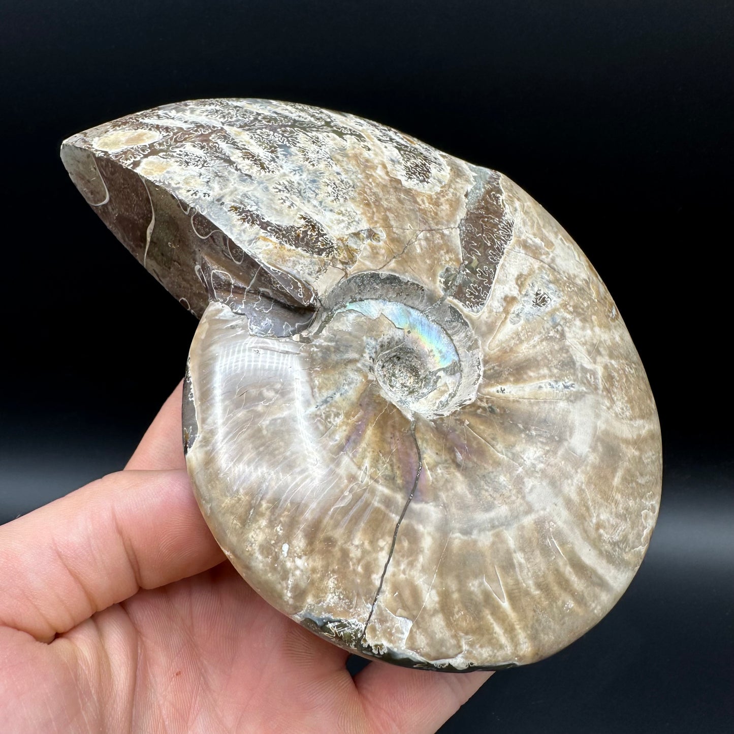 Cleoniceras Ammonite Fossil With Stand - Cretaceous Ammonite Madagascar