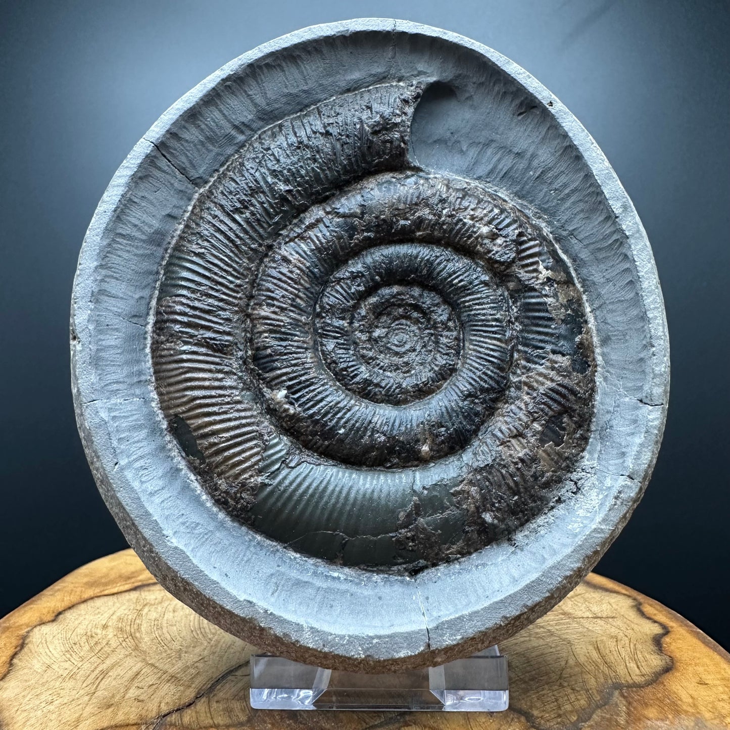 Dactylioceras tenuicostatum Ammonite fossil with box and stand - Whitby, North Yorkshire Jurassic Coast