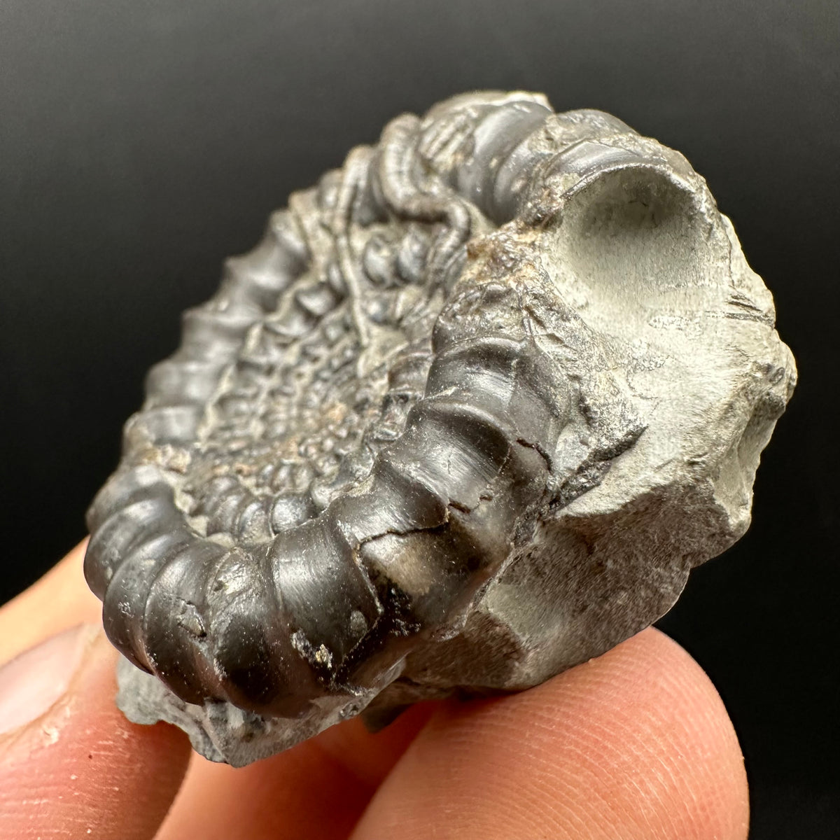 Gagaticeras Ammonite fossil with box and stand - Whitby, North Yorkshire Jurassic Coast Yorkshire Fossils