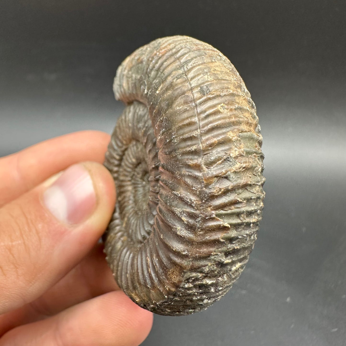 Catacoeloceras Sp. ammonite fossil with box and stand- Whitby, North Yorkshire Jurassic Coast Yorkshire Fossils