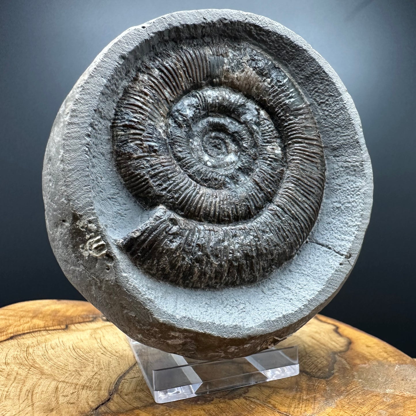 Dactylioceras tenuicostatum Ammonite fossil with box and stand - Whitby, North Yorkshire Jurassic Coast