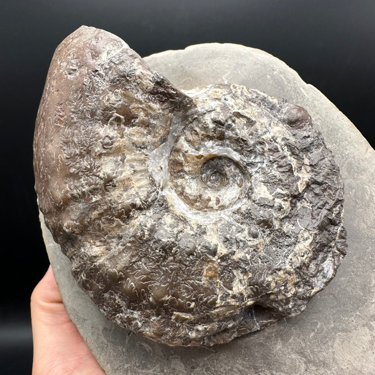 Liparoceras ammonite fossil stand - Whitby, North Yorkshire Jurassic Coast Yorkshire Fossils