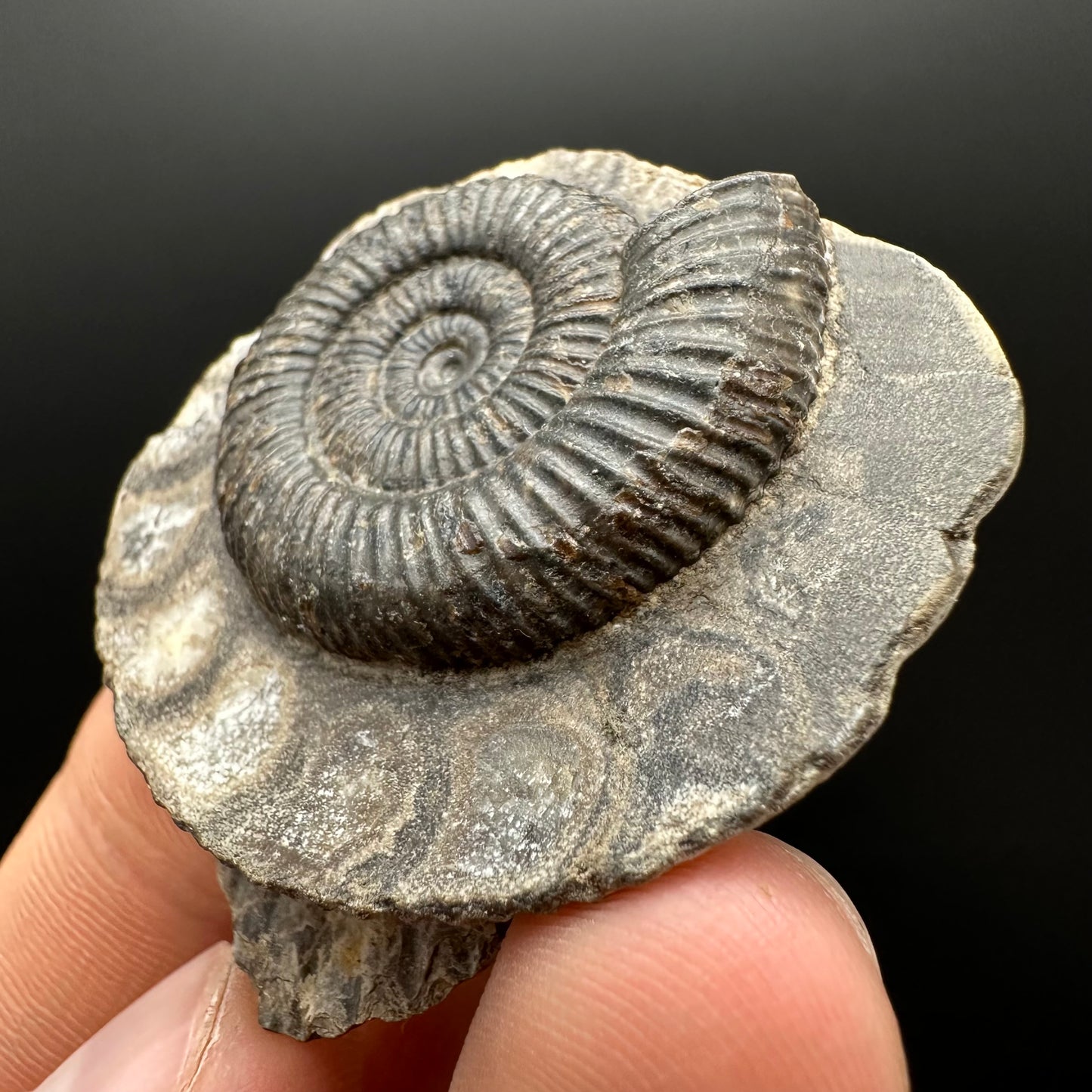 Dactylioceras Ammonite Fossil Gift Set - Whitby, North Yorkshire Jurassic Coast Yorkshire Fossils