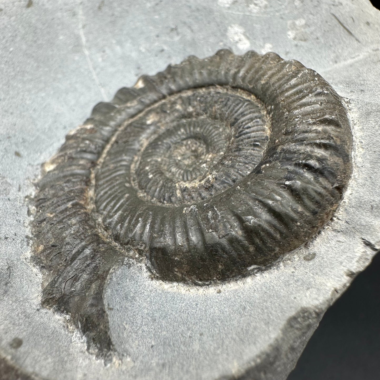 Peronoceras turriculatum Ammonite fossil with box and stand - Whitby, North Yorkshire Jurassic Coast, Yorkshire fossils