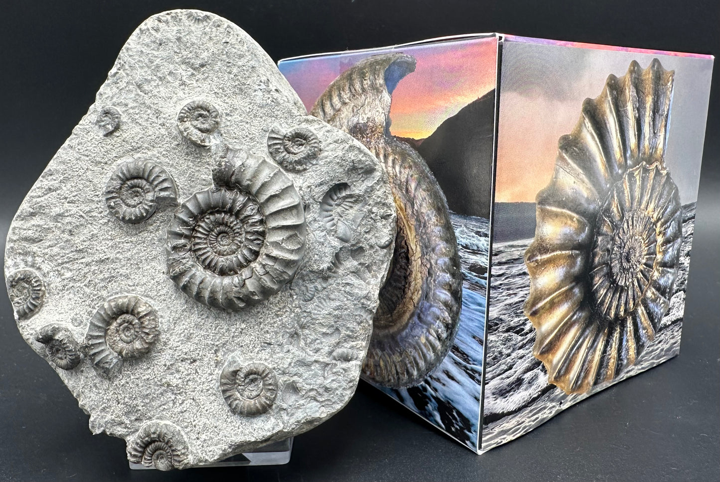 Arnioceras ammonite shell fossil with box and stand - Whitby, North Yorkshire Jurassic Coast Yorkshire Fossils