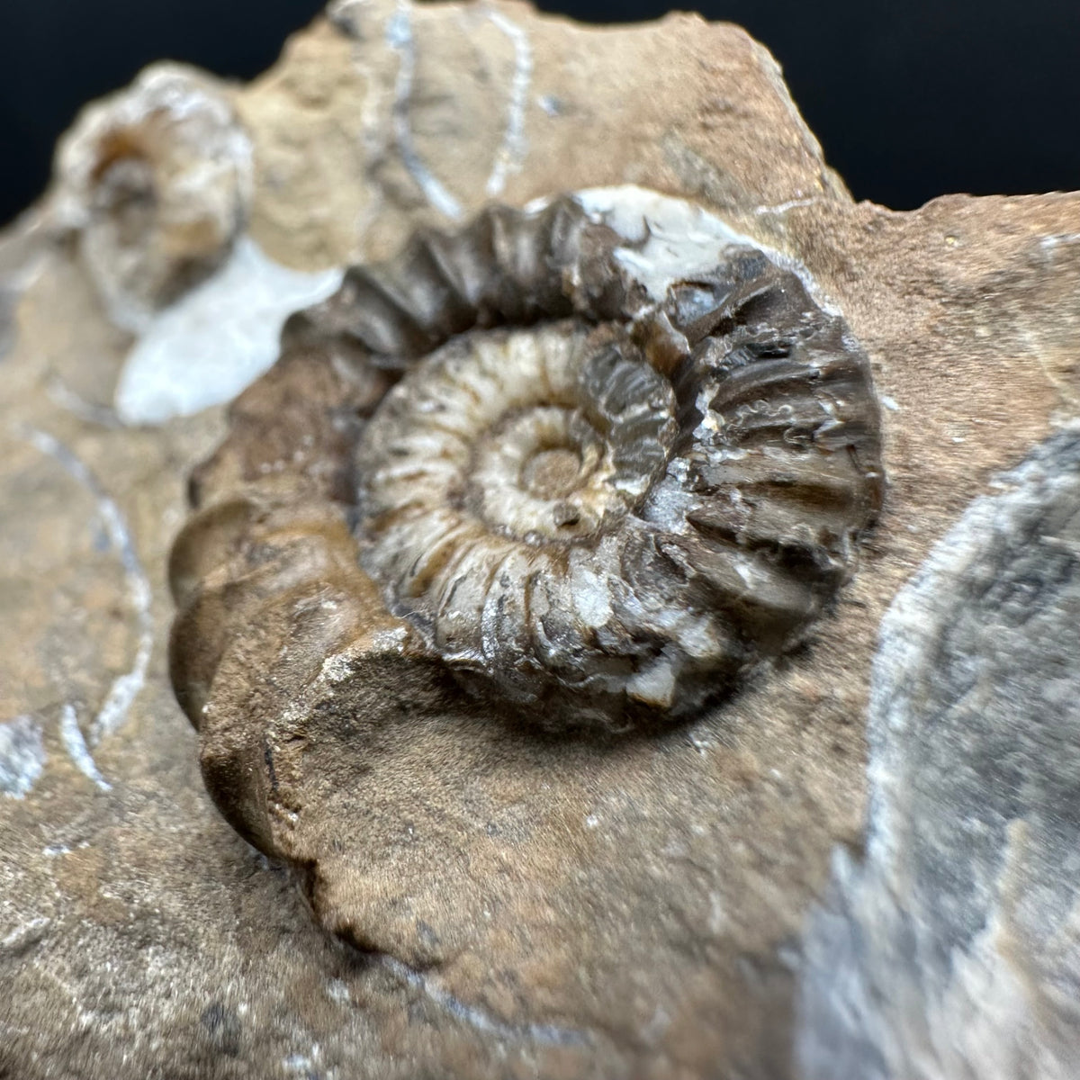 Androgynoceras capricornus Ammonite Fossil With Stand - Whitby, North Yorkshire Jurassic Coast Yorkshire Fossils